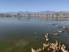 -野鸭湖国家湿地公园