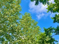 -绥化市森林植物园
