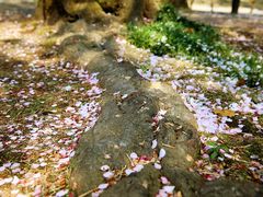 -水前寺成趣园