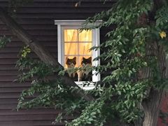 -三鹰之森吉卜力美术馆