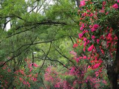 -深圳国际园林花卉博览园