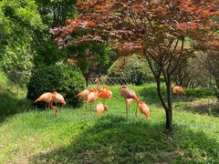 -青岛森林野生动物世界