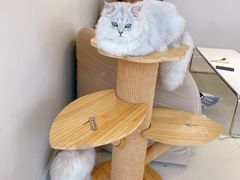 -怪兽屋·羊驼·猫咖·狗咖(俊华广场店)