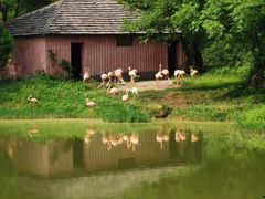 -合肥野生动物园