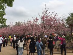 -天适樱花悠乐园