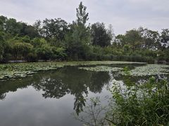 -习家池