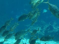 -海棠湾洲际-涛·海底餐厅·美人鱼·自助餐·海底隧道