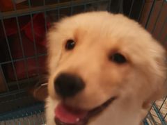 -翊宠yipet猫狗购宠庄园犬舍•猫舍