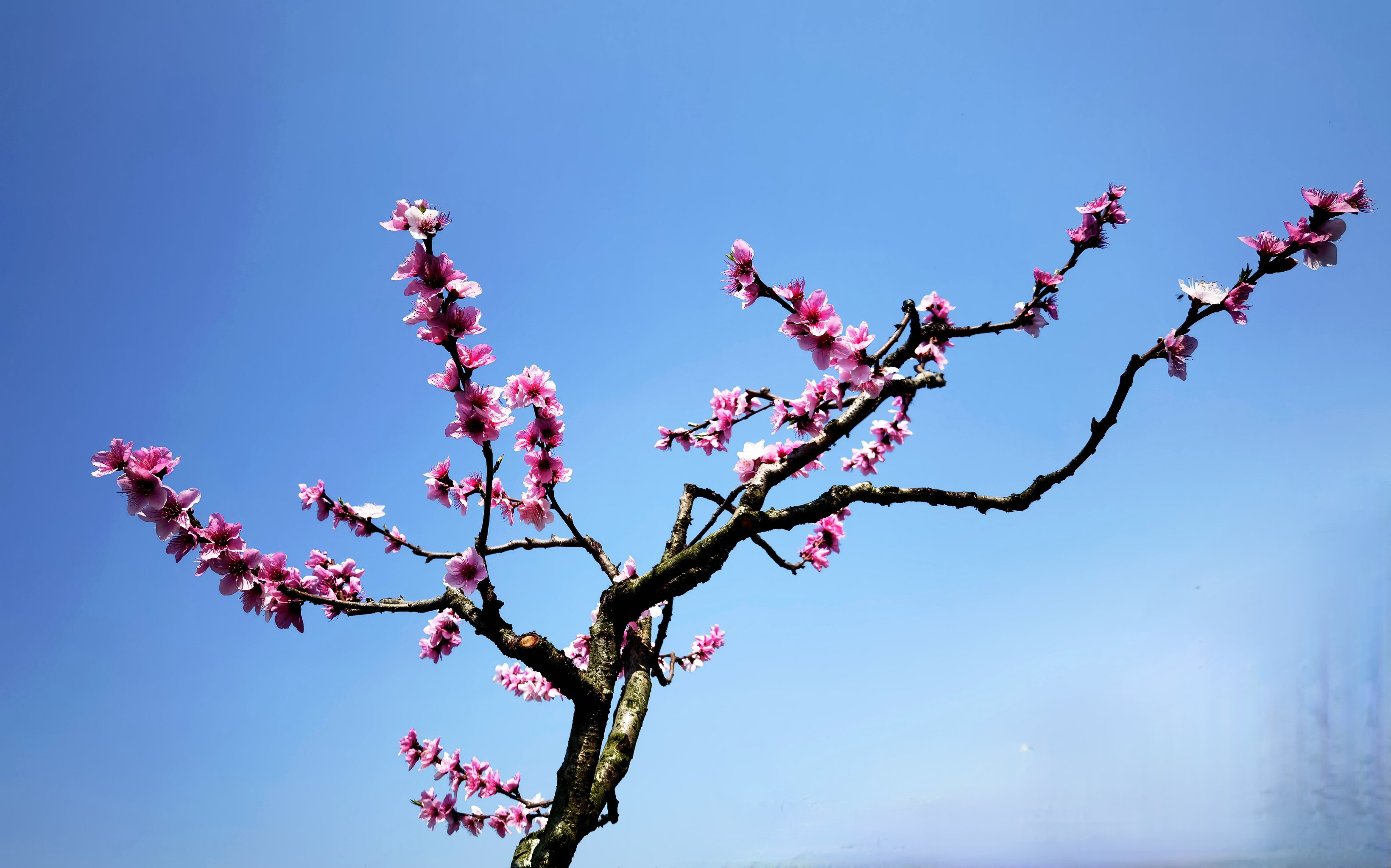 石家庄龙泉大桥桃花图片