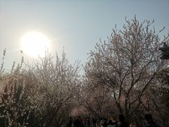 -桃花堤公园