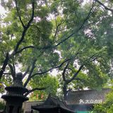 雨后～如新