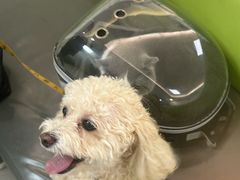 -北京观赏动物医院·24小时大型综合·猫专科·异宠专科