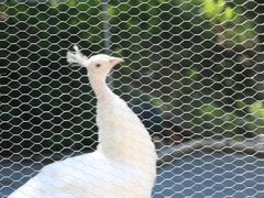 -福建鲤鱼洲酒店