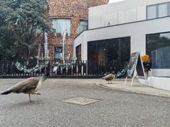 -J Create城市露营咖啡·简餐·宠物(上海动物园店)