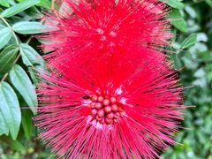 -华侨城湿地公园