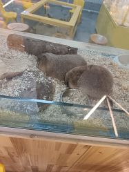 -神奇动物撸宠馆·羊驼·小浣熊·异宠(豫园店)