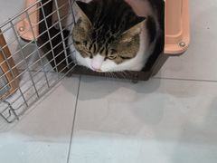 -乖乖宠物医院·猫科·急重症中心(车站北路分院)
