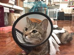 -佳怡动物医院·平价24小时·猫专科骨外科