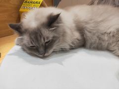 -滚猫咖啡·猫咖·猫友好撸猫(未来城店)