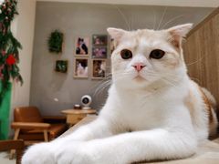 -藏猫猫咖啡主题馆(中央大道店)