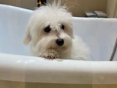 -momokira米努特·德文卷毛猫·棉花面纱犬