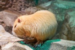 -酷嗒动物文化乐园(cutezoo西溪乐天城店)