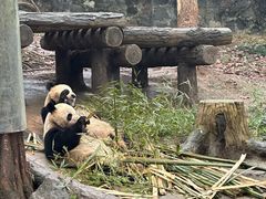 -都江堰中华大熊猫苑