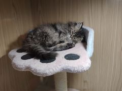 -屋虎猫馆(宝安大仟里店)