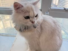 -共舞时光猫咖·狗咖(新街口店)