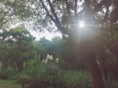 -昆山城市生态森林公园