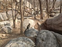 -崂山巨峰游览区