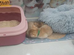 -糯米喵星人总部直营旗舰店·猫舍·幼猫出售