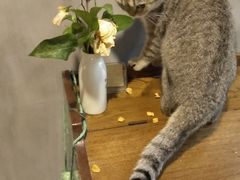 -猫色咖啡·猫咖