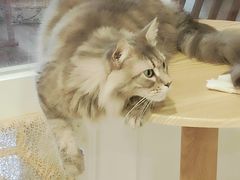 -楼上猫咖(罗湖店)