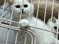 -萌宠之家·腊肠犬·马尔泰·小体犬舍