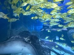 -太平洋海底世界