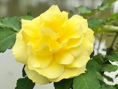 -上海鲜花港