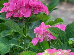 -鹅湖玫瑰文化园