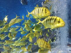 -太平洋海底世界