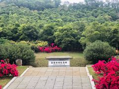 景点-深圳仙湖植物园