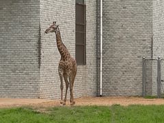 -石家庄市动物园