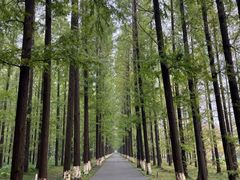 -黄海国家森林公园