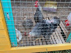 -美家乐农庄·露营·团建(大治路店)