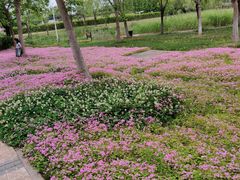 -杭州湾海上花田景区