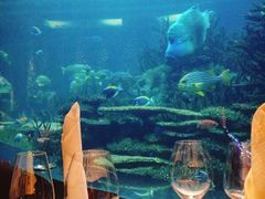 -迪拜帆船酒店海底餐厅