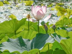 -莲花池公园