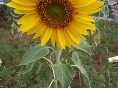 -麦当劳(浦珠路得来速店)