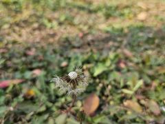 -西青郊野公园