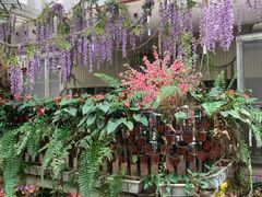 -正佳雨林生态植物园