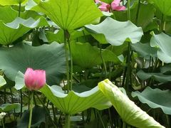 -洛阳市隋唐城遗址植物园